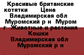 Красивые британские котятки!!! › Цена ­ 1 000 - Владимирская обл., Муромский р-н, Муром г. Животные и растения » Кошки   . Владимирская обл.,Муромский р-н